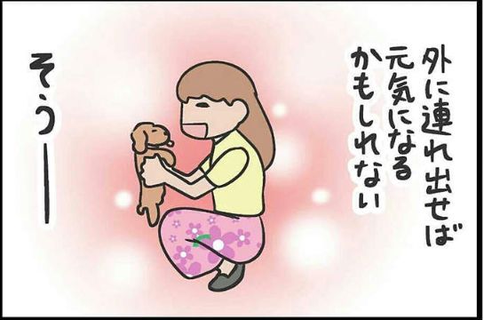 下次看到狗狗坐在小推車里，請別再問為什麼了... 寵物 第5張