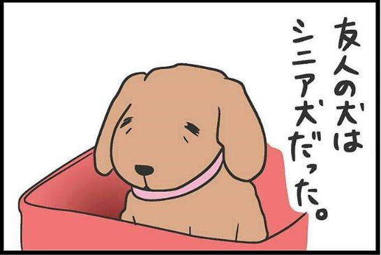 下次看到狗狗坐在小推車里，請別再問為什麼了... 寵物 第2張