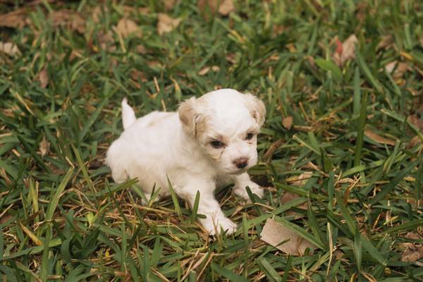 如何照顧幼犬 一犬一話 微文庫