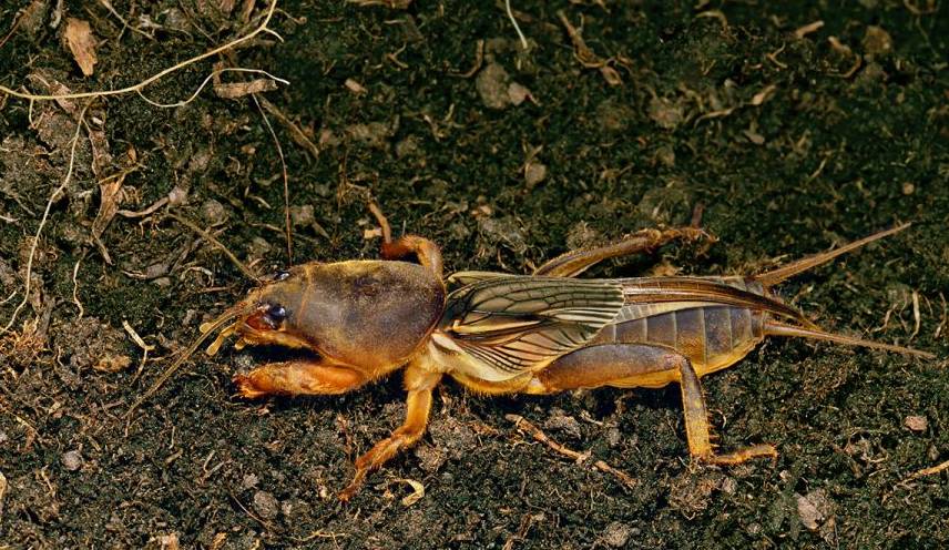 这些都没有问题,甚至是禾狗逆,角狗虫,拖狗虫,还是叫它蜢狗,猪儿虫,竹