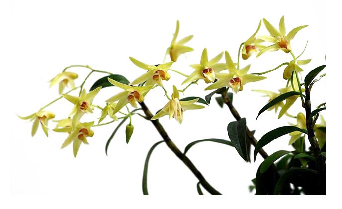 康美时代：你的免疫力离家出走了吗？