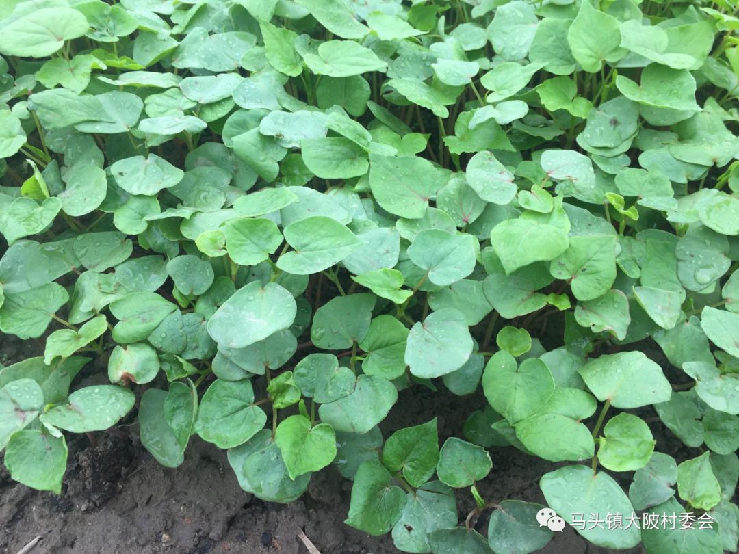 纯天然无污染野荞麦苗2在鲁古河国家自然保护区内按照土培法生产,以