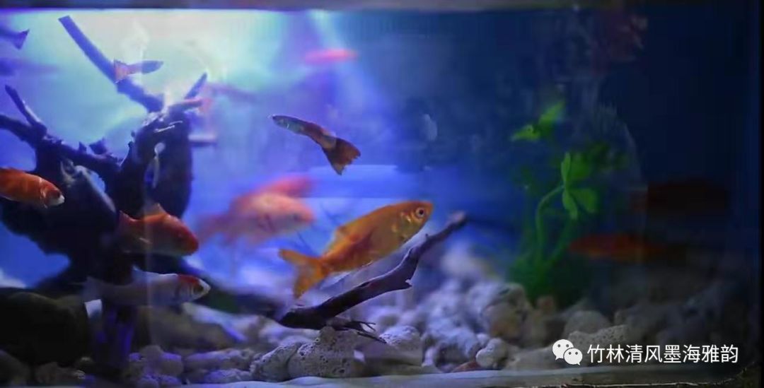 一张一弛 残酷的嬉戏 竹林清风墨海雅韵 微信公众号文章阅读 Wemp