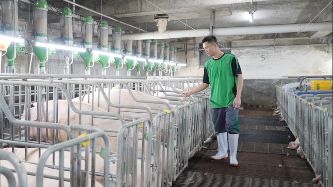 第一批在扬翔智能设施楼房猪场的大学生，已经当上场长了