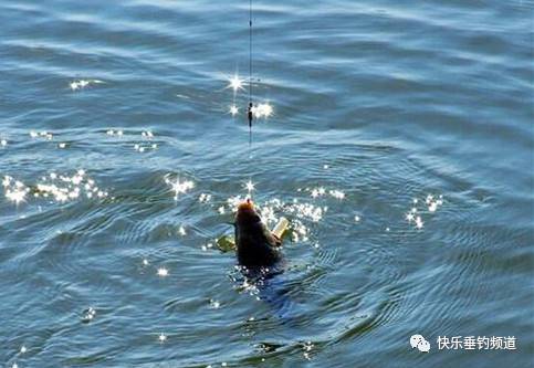 徐清華:冬季野釣鯽魚,如果天氣比較陰冷,釣位可以選擇 深淺水交界處