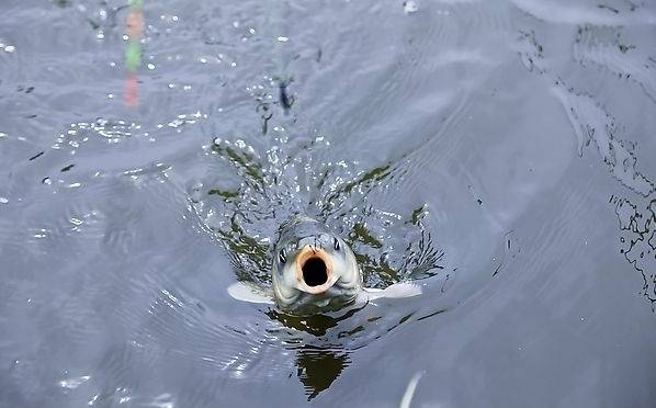 范宁:逗漂就是逗鱼,只是说法不一样,但是目的一样.
