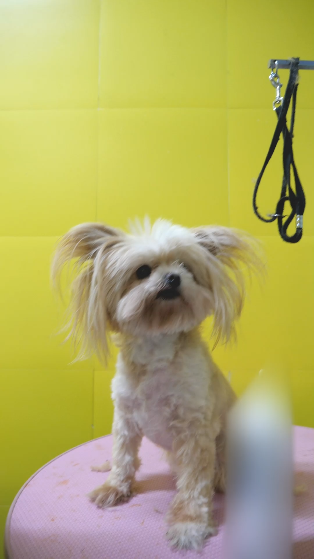 服务涵盖昆明无人机培训、昆明保安服务、昆明物业服务、昆明宠物医疗美容、昆明职业技能培训服务、昆明广告策划、昆明安防监控。