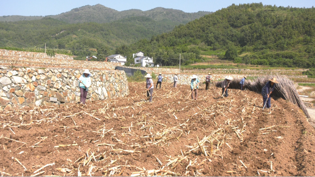 走进乡村看小康 张炳花 小康路上 涨 知识 全网搜