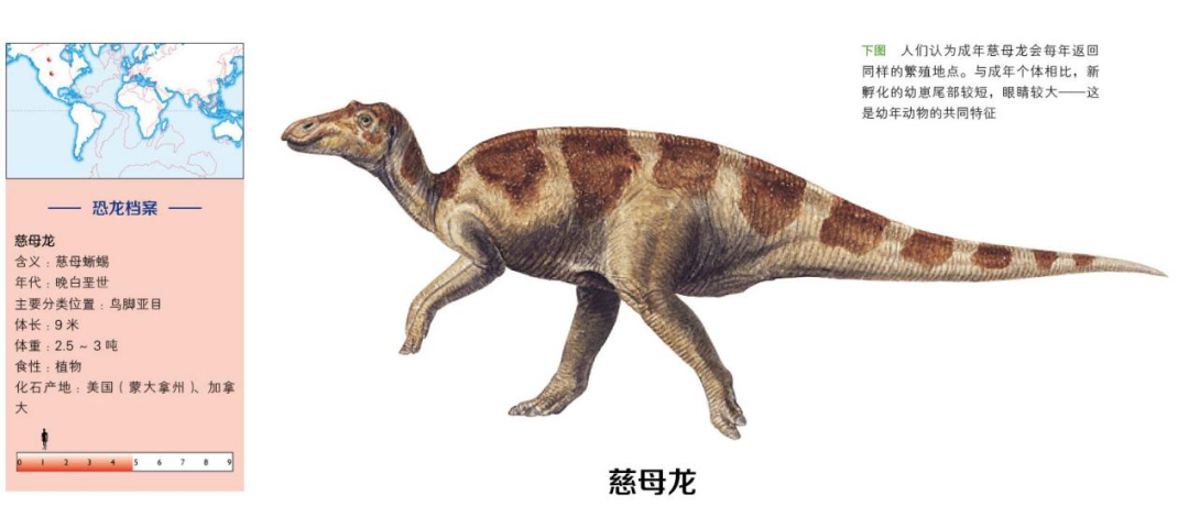 方舟双坚颌龙怎么驯_美颌龙的拼音怎么读_美颌龙