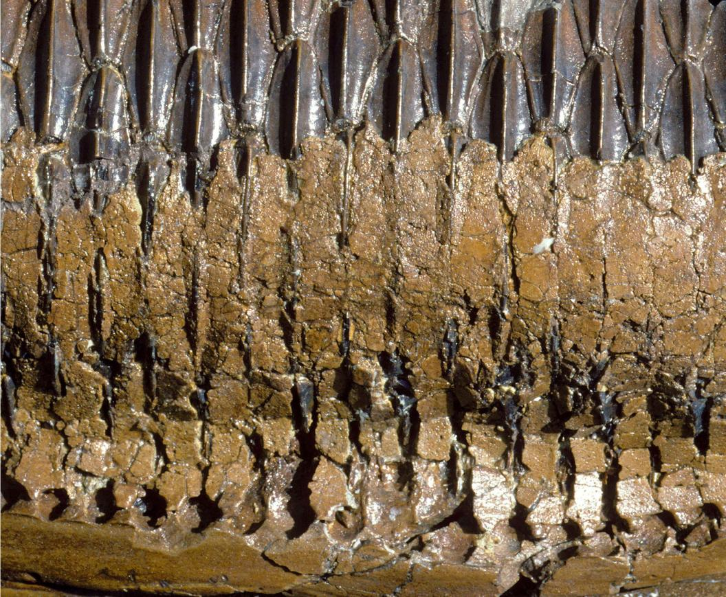 方舟双坚颌龙怎么驯_美颌龙_美颌龙的拼音怎么读