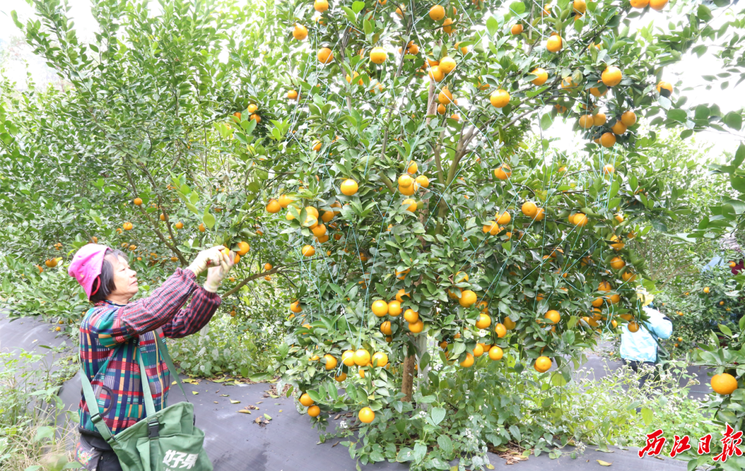 [公益领域]-最大一株贡柑树挂果120斤!德庆贡柑喜迎大丰收