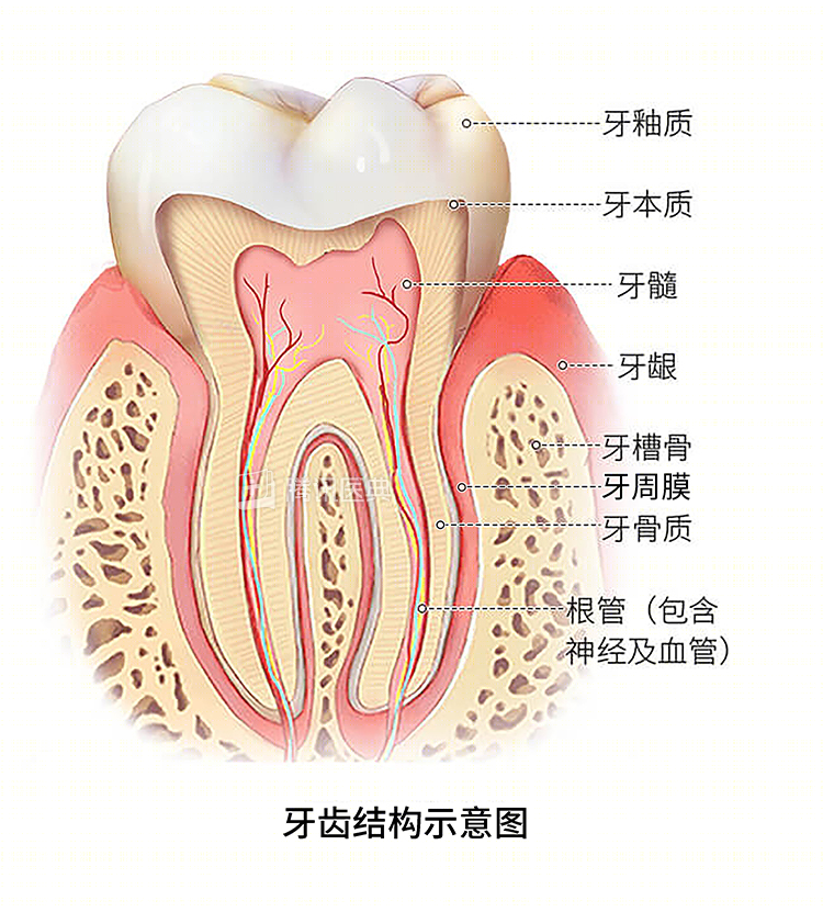 怎么选洁牙器械洗牙到底有好处还是坏处？牙医告诉你真相_https://www.jmylbn.com_新闻资讯_第12张