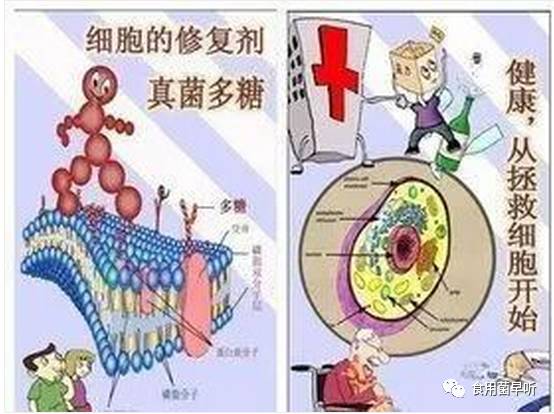 细胞被食用菌多糖修复的全过程（值得收藏）