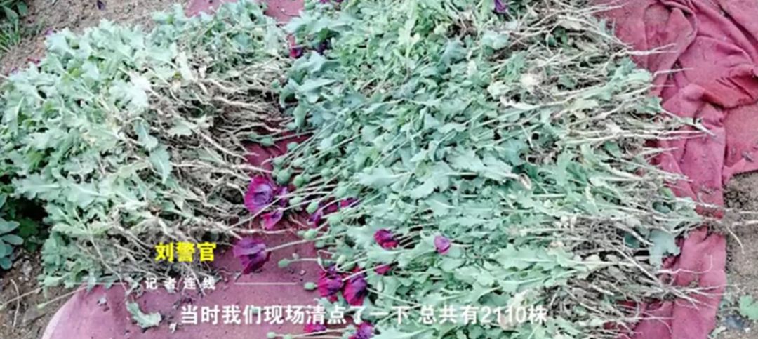 “比菠菜好吃…”男子种罂粟当菜吃胖了几斤，刑拘（视频/组图） - 2
