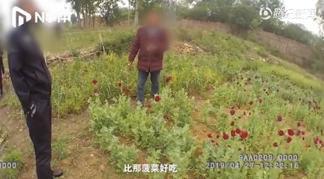 “比菠菜好吃…”男子种罂粟当菜吃胖了几斤，刑拘（视频/组图） - 1