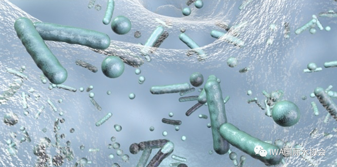 水环境中的抗微生物耐药性