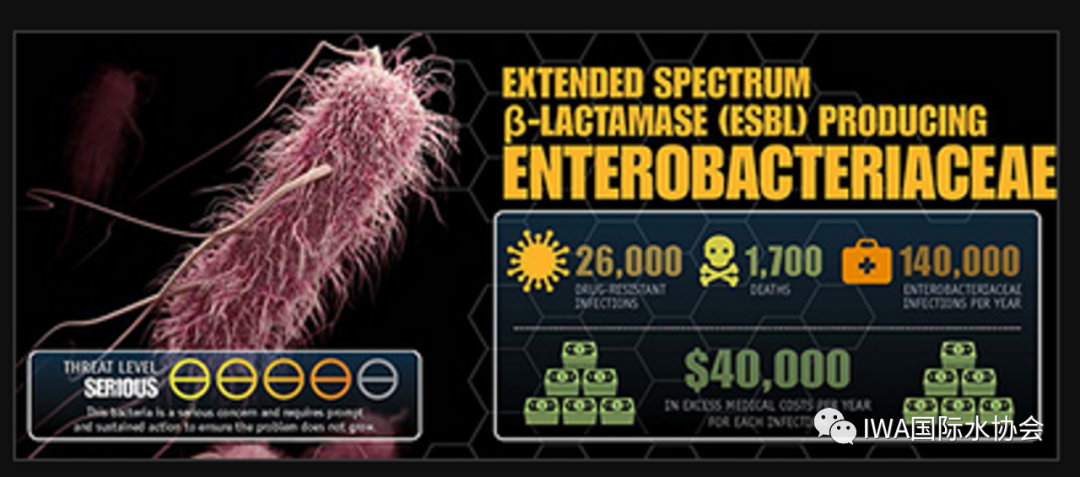 ESBL耐药肠杆菌
