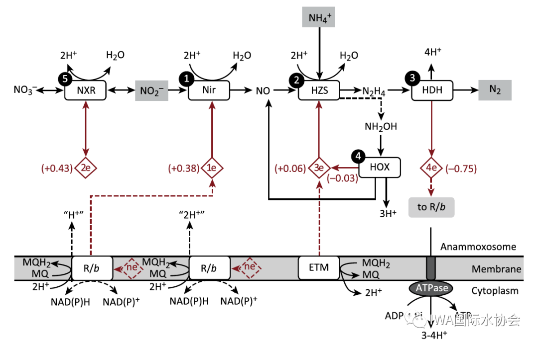 厌氧氨氧化：一个关于时间和耐心的故事-从43年前谈起
