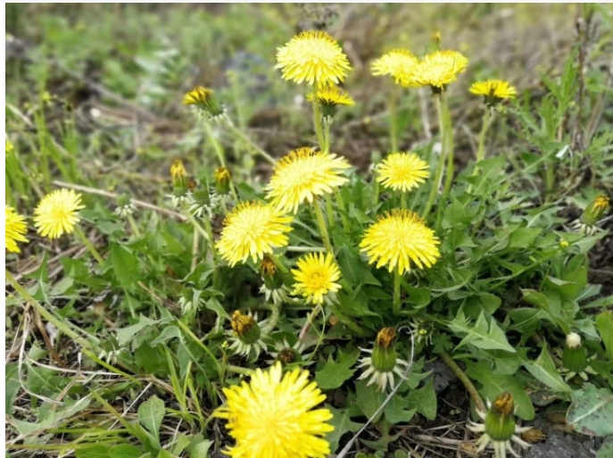 蒲公英能抗癌吗