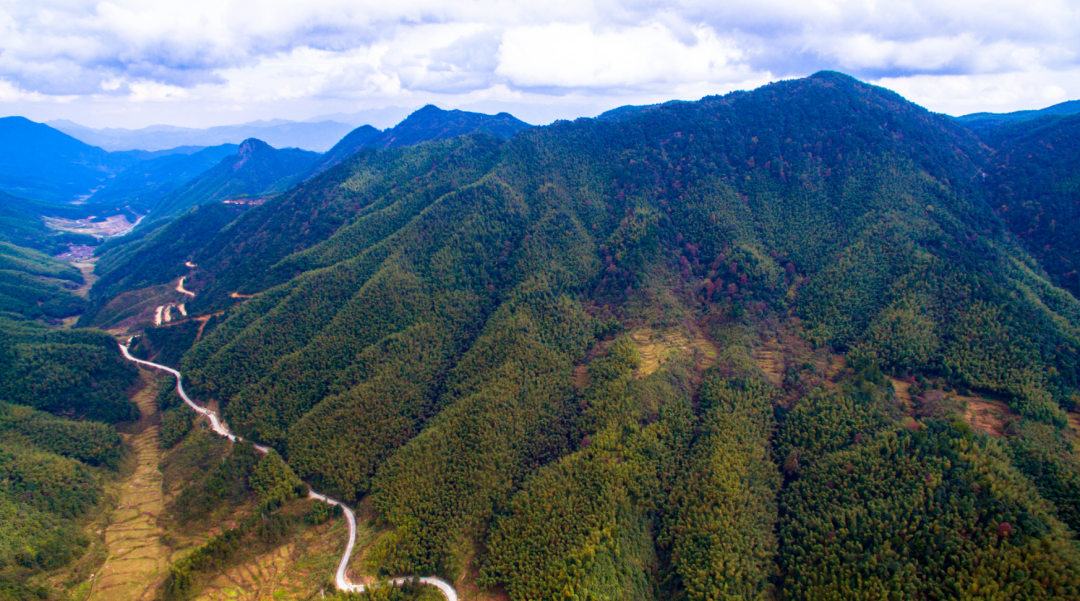 桂林乡：“竹山物业代管”促林改提质增效