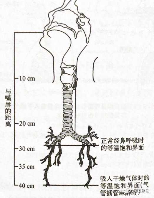 湿化液是什么气道湿化 —— 从生理到实践_https://www.jmylbn.com_新闻资讯_第4张