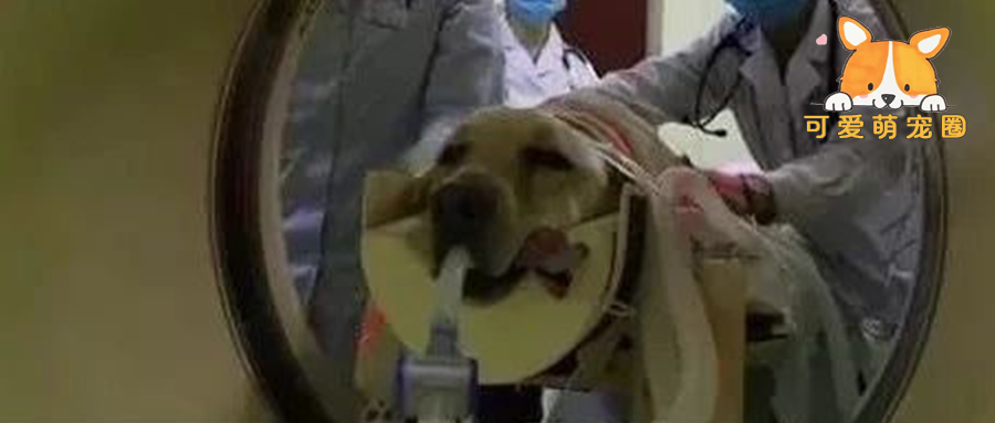 我只要它活着！哪怕要从脸上开刀，哪怕它的牙齿带牙龈要全部切掉…