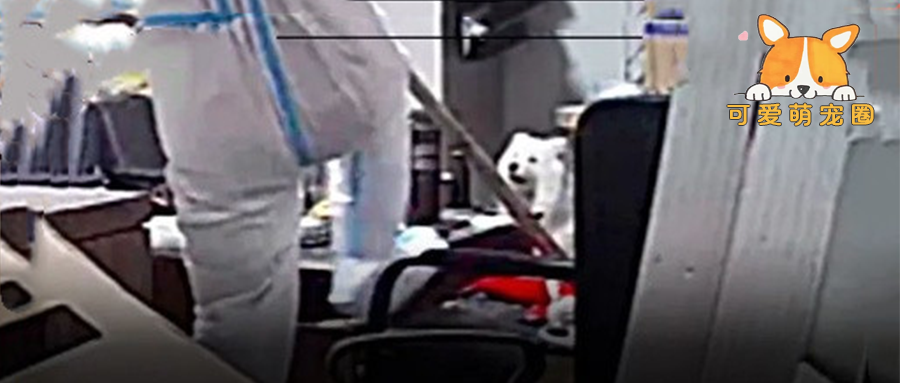 主人隔离期间狗狗被乱棍打死，这样的“人道销毁”还要发生多少次？