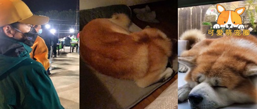 主人做核酸时狗子在家中大哭，邻居无奈联系主人：整栋楼都听见了