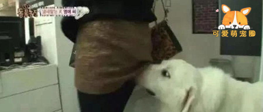理发店里一只“变态”狗狗总是追着人的屁股闻，来宠物医院才知道.....