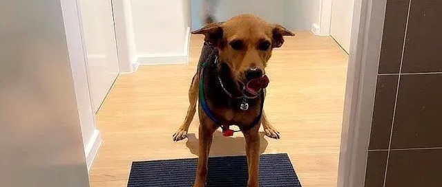 喝醉之后强行将流浪狗带回家，醒来之后他懵了，狗也懵了.........