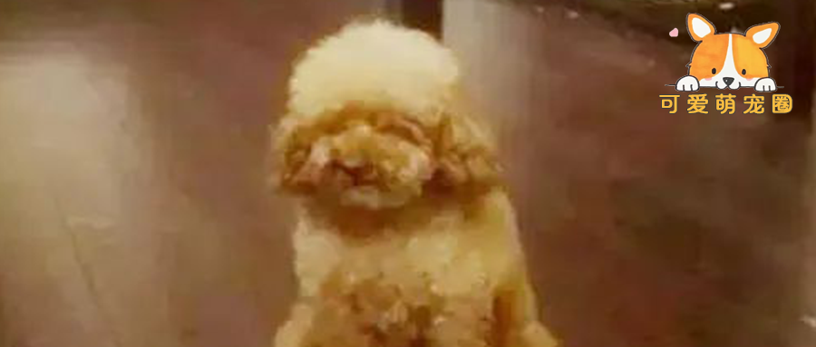 黑心狗贩让泰迪不停的繁殖，每天都不见天日，幸好被好心人救出