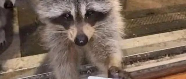 大叔救助了一只小浣熊，浣熊却带着“全村”来报恩，他欲哭无泪！