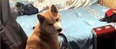 我把女友的化妆品摔碎了怎么办？网友：这个时候就需要狗子了！