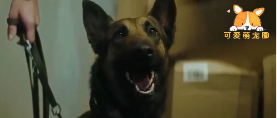 海关安检时，警犬突然对着一件行李狂叫，工作人员打开后全懵了…