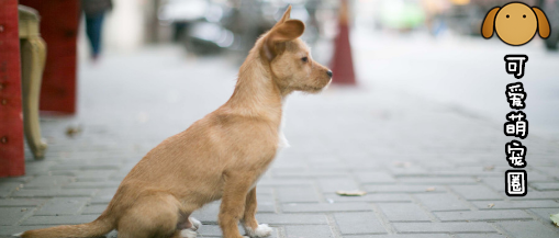 为了让流浪狗也有玩具玩，这群人做了一件超暖心的事儿！