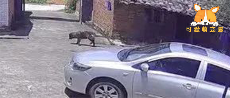 20岁老狗偷偷离家出走，主人看到监控后……瞬间泪崩！