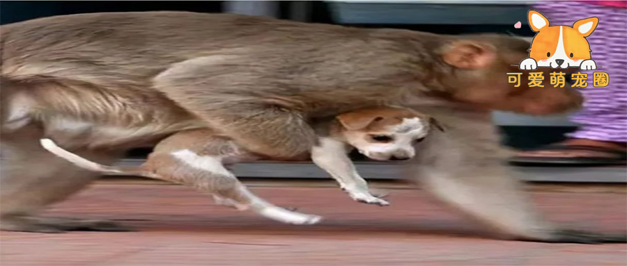 印度小猴崽被狗咬死，猴子疯狂报复摔死250条狗！