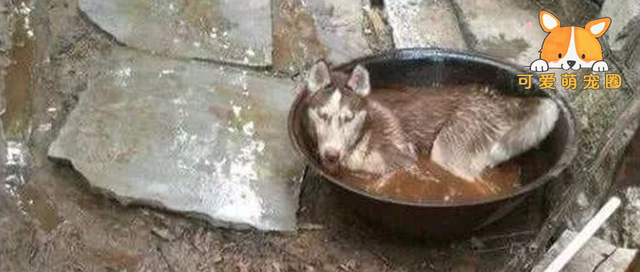 半天不见二哈回家，邻居说狗已经下锅了，主人赶到现场顿时笑喷