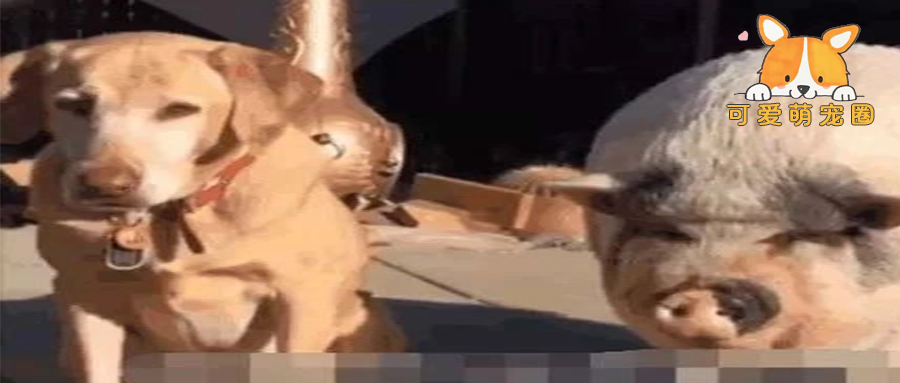 女子将一头母猪和5只公狗饲养在一起，3年之后，悲剧发生了