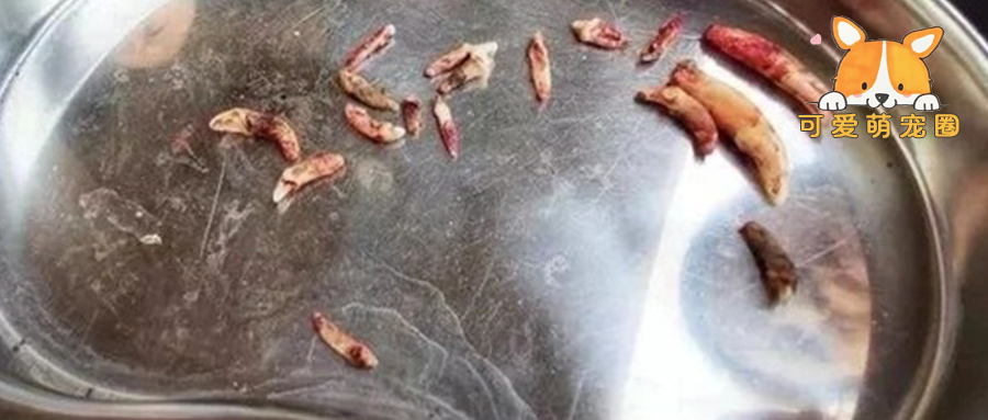 主人带狗狗洗牙，结果狗一出来牙都没了，这到底是洗牙还是拔牙？