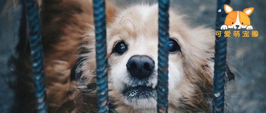 重磅！经营狗肉=违法！农业农村部首次明确：我国没有肉用犬品种。