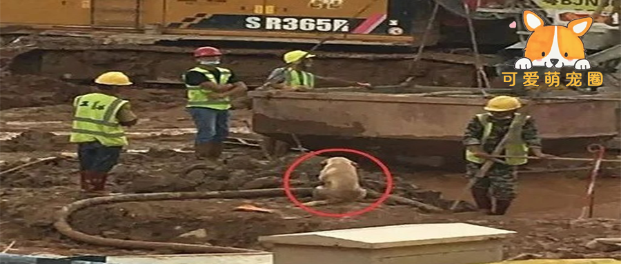 流浪拉布拉多，意外闯进工地，结果成了全网狗子最羡慕的对象！