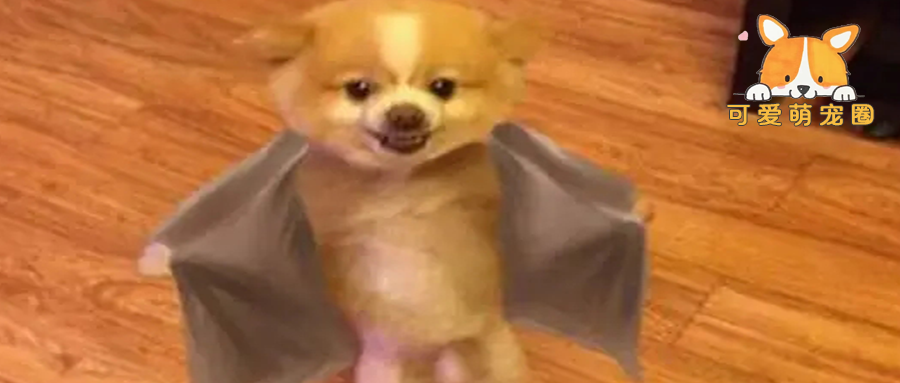 博美被剃光毛发，主人没放在心上，第二天推开门一看，瞬间傻眼了