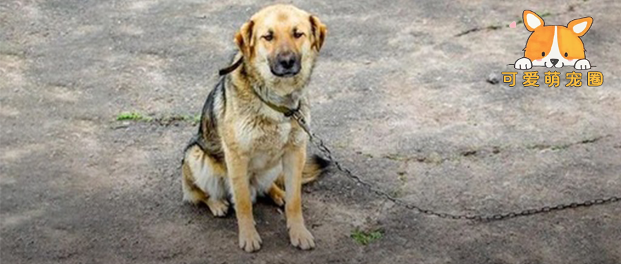 台湾男子教唆三只公狗强奸小母狗，当地动保：必须严惩！