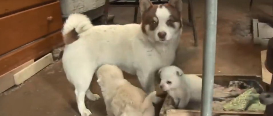 公狗“偷”回来两只幼崽，震惊铲屎官！但背后真相却......