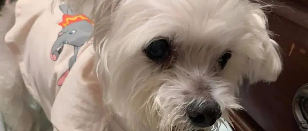 19岁高龄狗狗患上老年痴呆，忘记了所有却只记得这件事情........