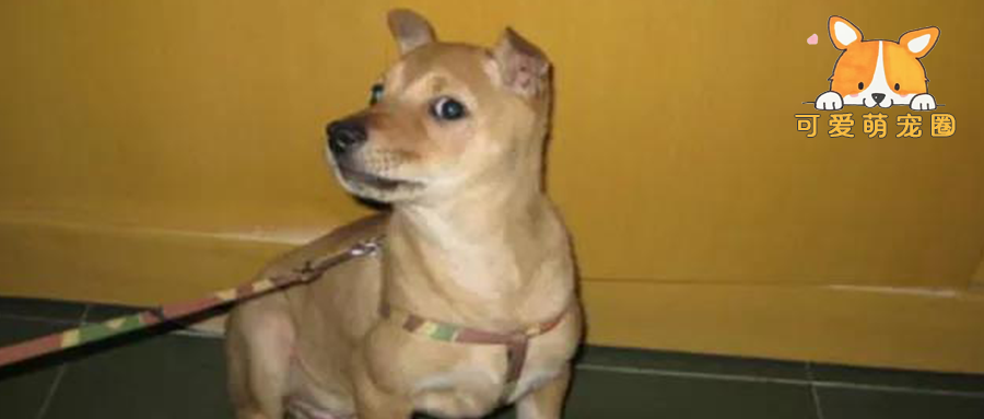 可怜的狗被铁链拴12年，解开铁链的那一刻，狗的做法让人意外