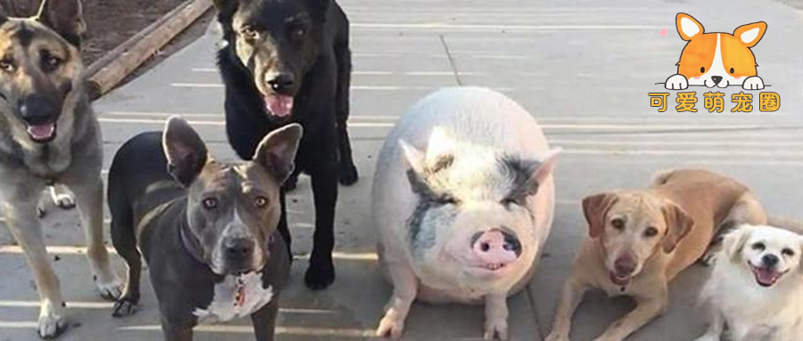 女子嫌麻烦，便将一头猪和5只狗混合喂养，2年后却直接傻眼了