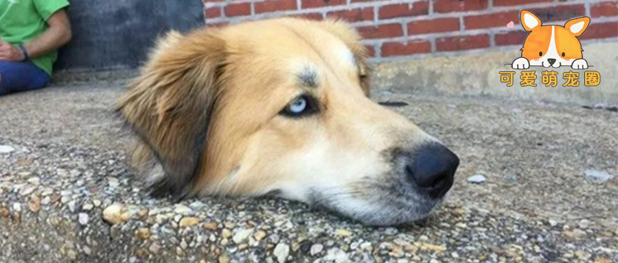 毛孩“遭斩首”，整颗头被搁在路边！网友们的连番炮轰，让铲屎官不得不出面回应…