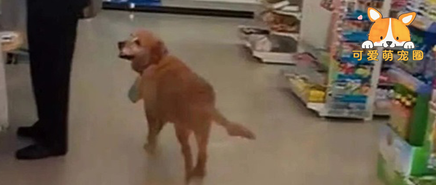 狗狗每天去超市偷东西，老板却“视而不见”，得知真相后，我哭了......